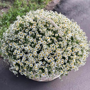 Композиция в корзине из 151 ромашки в Старой Купавне