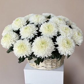 Композиция в корзине из 25 хризантем Магнум в Старой Купавне