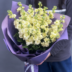 Букет из 15 лимонных маттиол в Старой Купавне