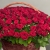Композиция в корзине из 151 красной розы в Старой Купавне