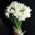 Букет из 25 нарциссов в Старой Купавне