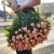 Букет из 39 нежных кустовых роз (80 см) в Старой Купавне Букет из 39 нежных кустовых роз (80 см) в Старой Купавне